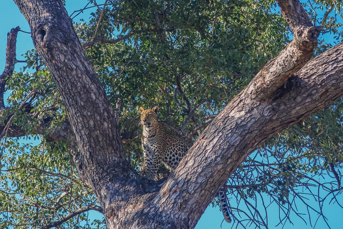 Golonyi leopard stashed a duiker carcass high in a tree to protect it from scavengers.
