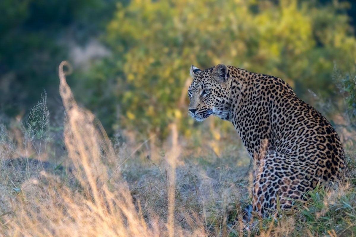 Khurula, leopard resting in grass in the early morning.