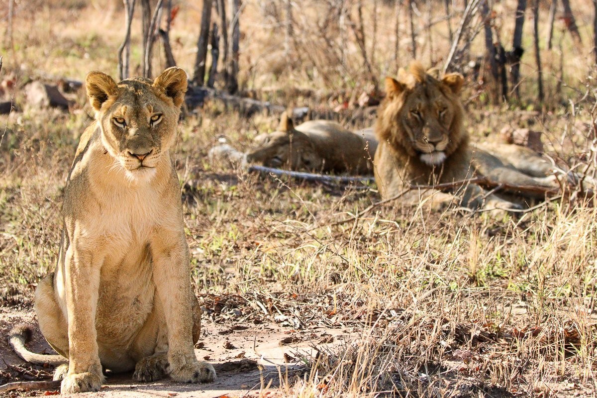 Msuthlu lioness watching a buffalo herd from the shade