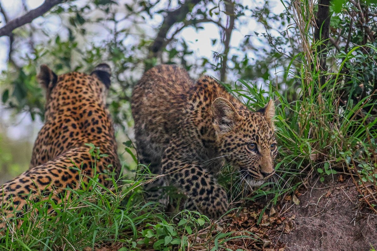 Sabi Sabi Ruan Mey Golonyi Leopardess Protecting Cub From Hyena