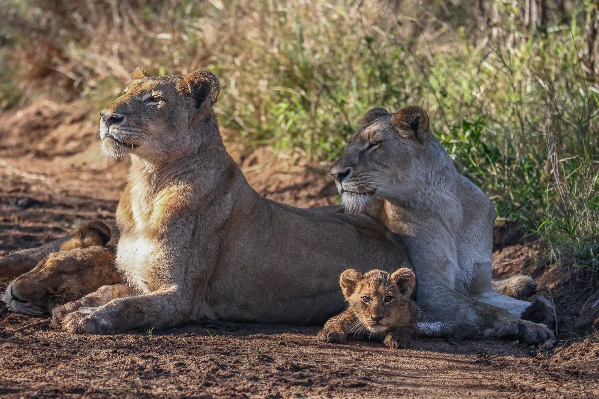 Southern Pride lionesses with a young cub resting together on the road 