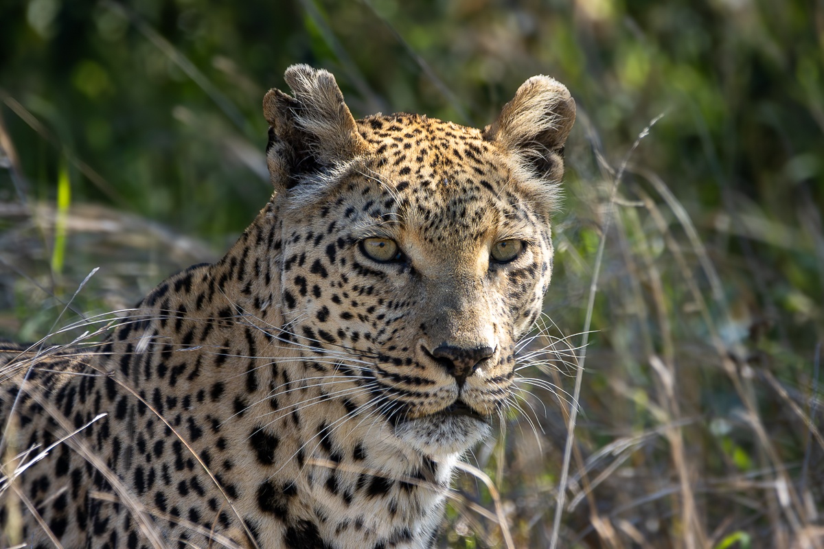 A Ntsumi leopard captured close-up