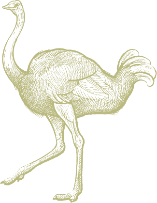 Bgt Ostrich Large