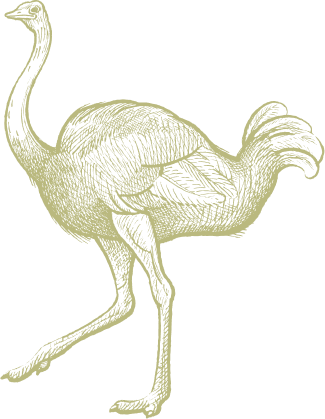 Bgt Ostrich Large Bgt Ostrich Large