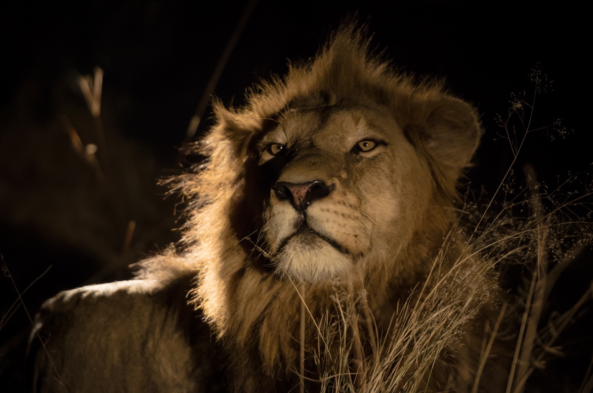 Lion. (178).jpg Lion. 178