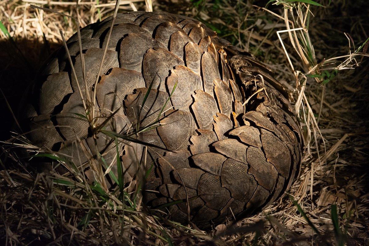 A rare and exciting sighting of a pangolin. 
