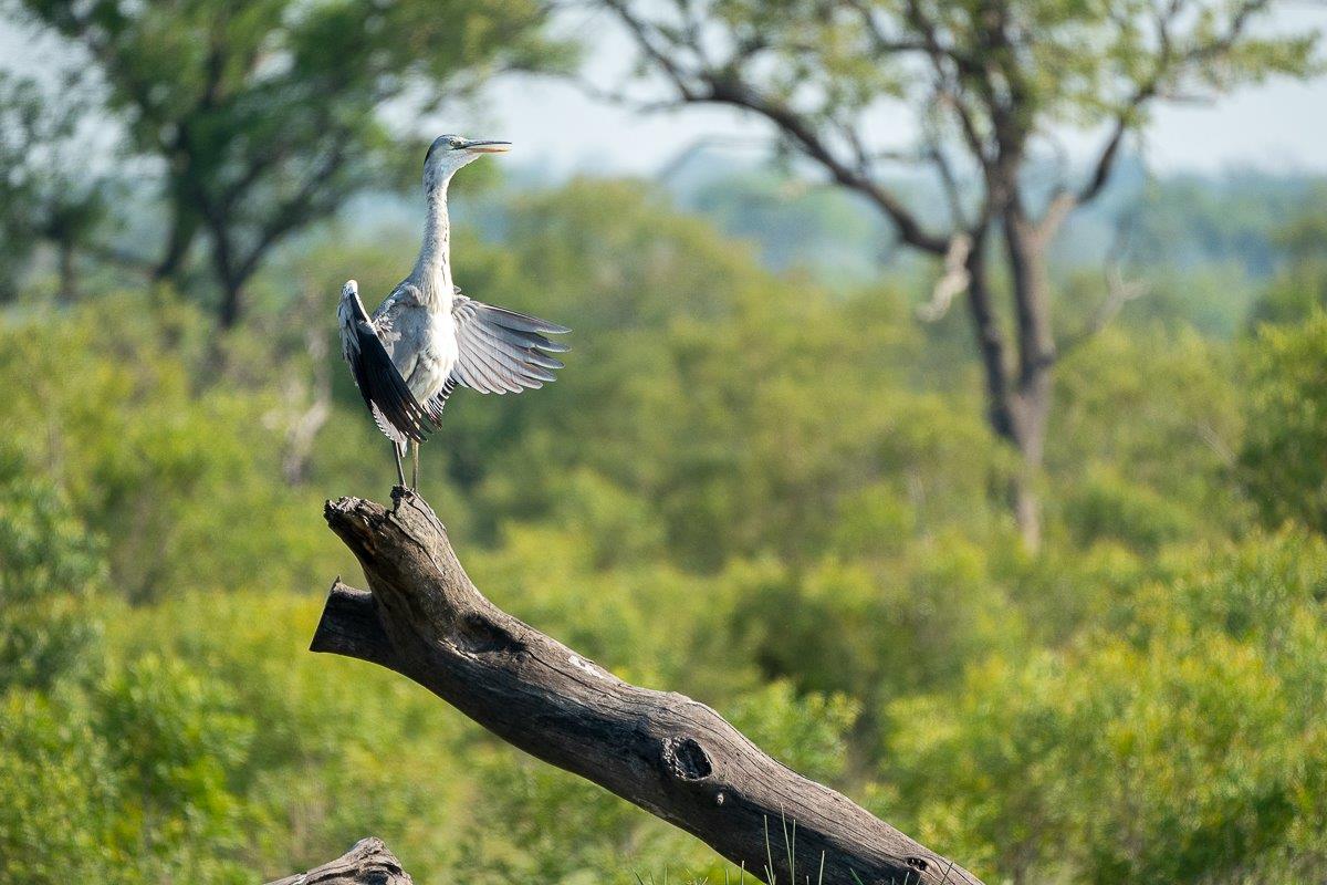 A Grey Heron perches on a dead tree. A Grey Heron perches on a dead tree.