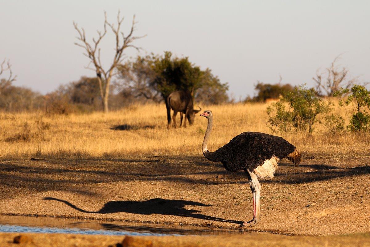 A male ostrich quenching his thirst