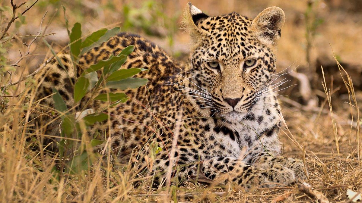 Ntsumi's cub resting in the grass, camouflaged and alert, ready to follow its mother.