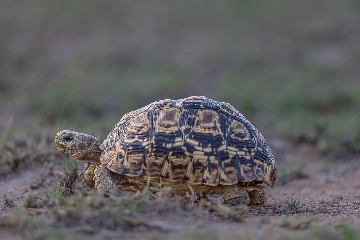 Sabi Sabi Ruan Mey Tortoise Sabi Sabi Ruan Mey Tortoise