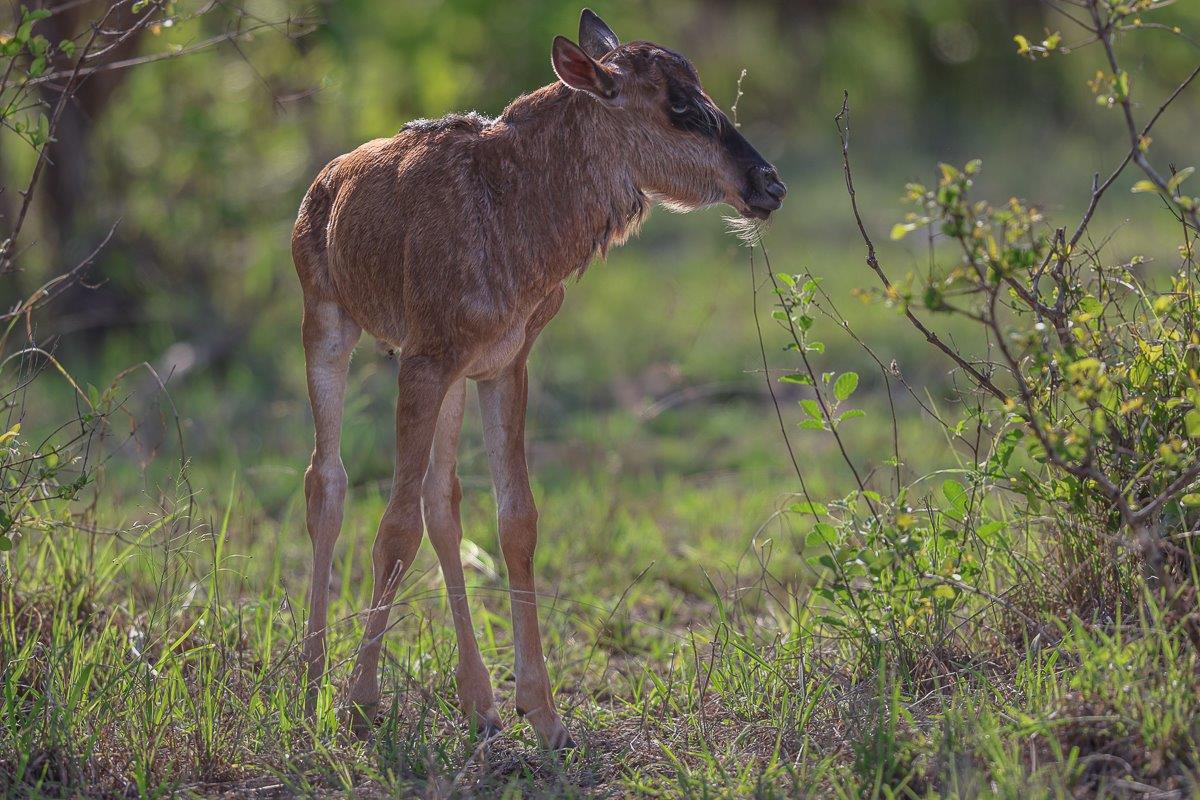 Sabi Sabi Ruan Mey Newborn Gnu Explores Surrounds Sabi Sabi Ruan Mey Newborn Gnu Explores Surrounds