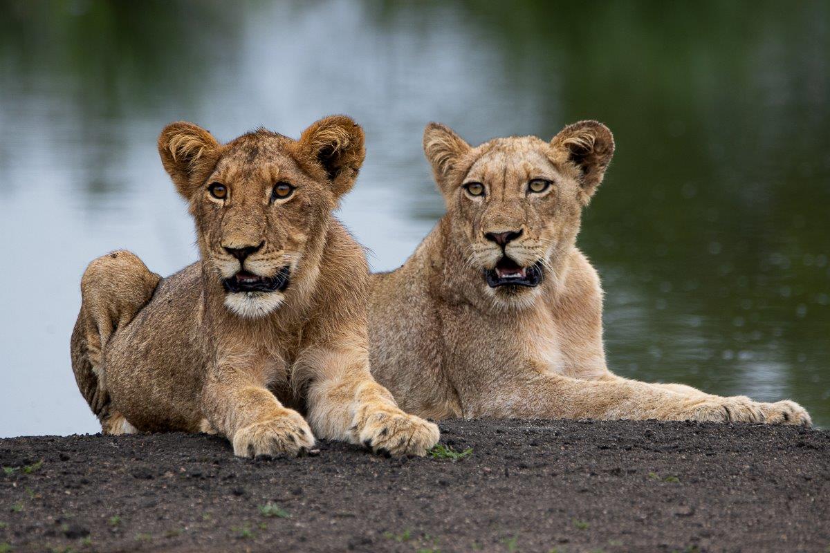 Two lions from the Msuthlu pride rest at a waterhole near Sabi Sabi. Two lions from the Msuthlu pride rest at a waterhole near Sabi Sabi.