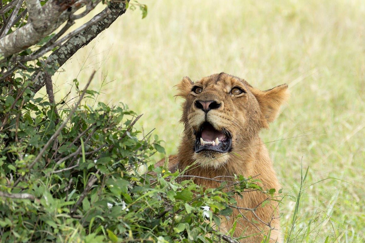 A member of the Southern Pride looks up into a tree. A member of the Southern Pride looks up into a tree.