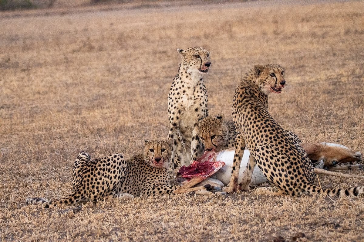 Sabi Sabi Ronald Mutero Cheetah Family Sabi Sabi Ronald Mutero Cheetah Family