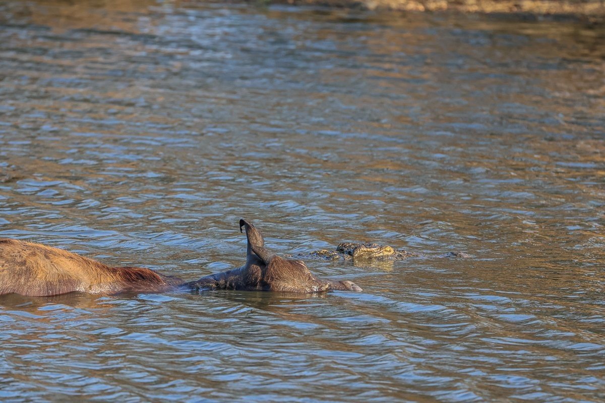 Sabi Sabi Ruan Mey Crocodile Sabi Sabi Ruan Mey Crocodile