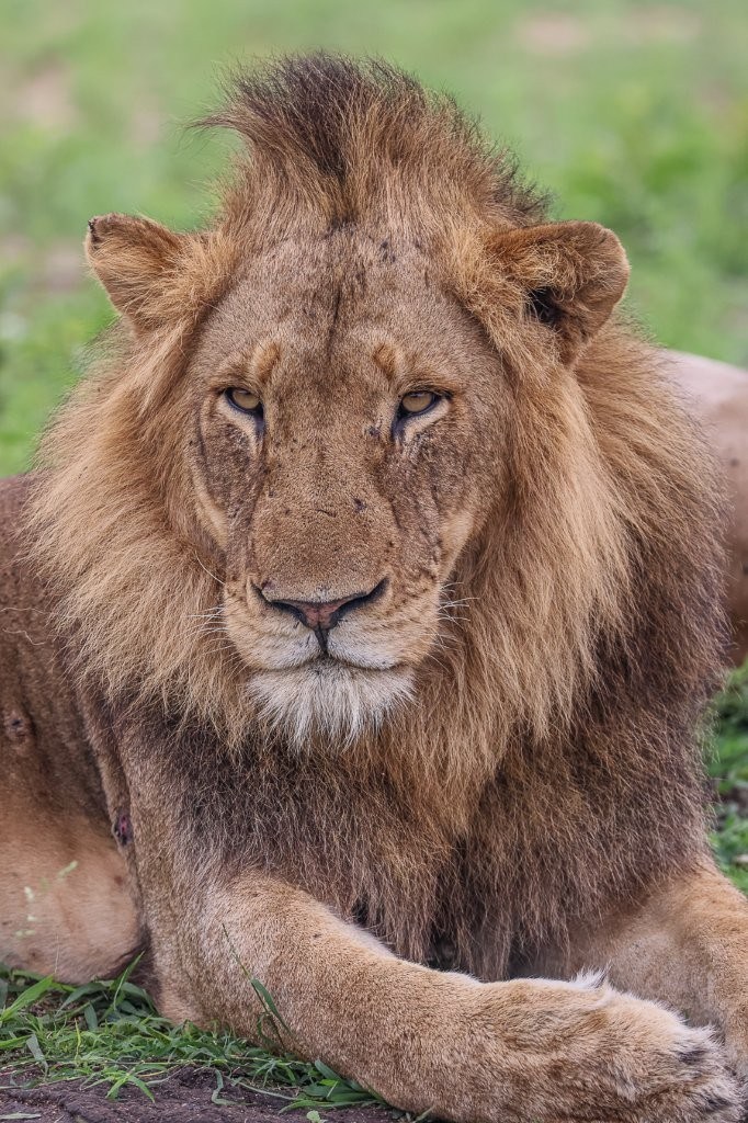 Sabi Sabi Ruan Mey Male Lion