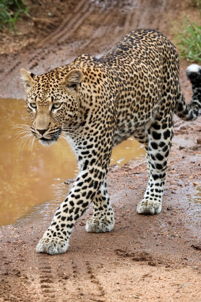 Sabi Sabi Jan Nel Kurhula Female