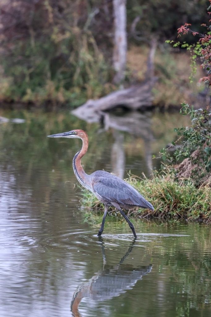 Sabi Sabi Ruan Mey Goliath Heron Scanning From Prey
