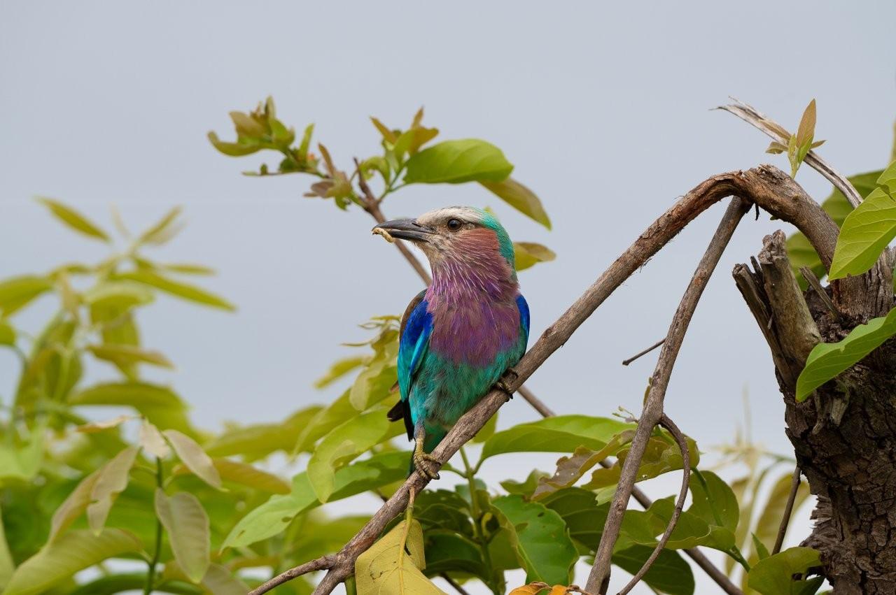 Lilac-breasted roller enjoying the insect it caught. 