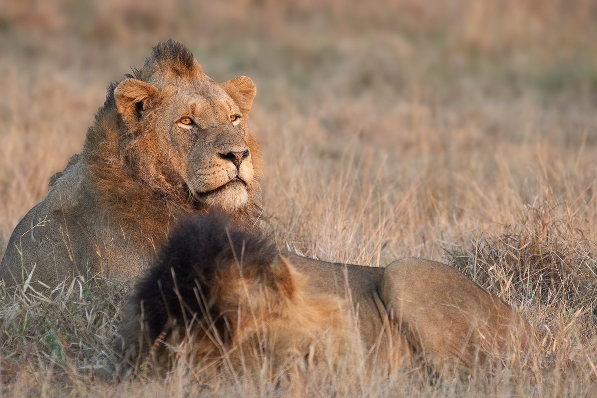 N'waswishaka male lion coalition resting side by side.