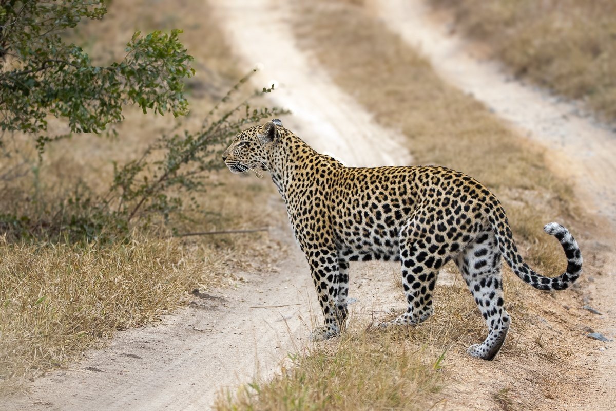 Tengile female leopard searching for her cub.