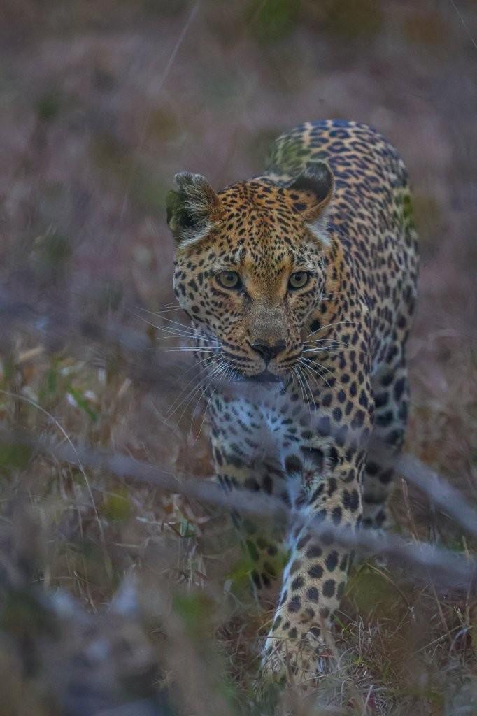Ntsumi female leopard scent-marking her territory while searching for a dominant male.