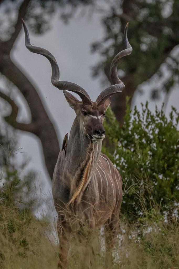 Kudu standing in the African bush, looking regal.