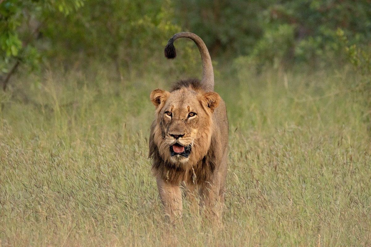 B12andries Lions.talamati 230123 B12andries Lions.talamati 230123