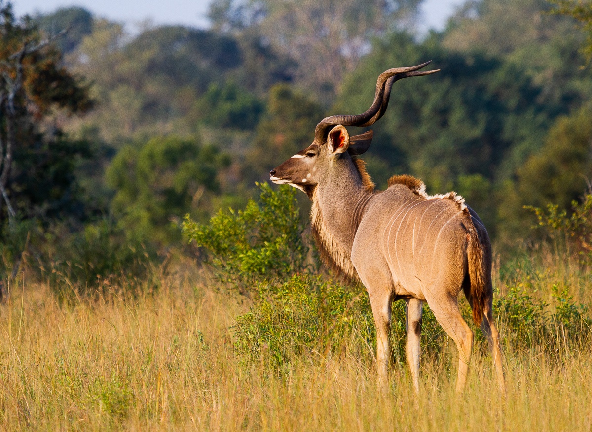 A kudu generates heat internally through their metabolism during the winter to achieve a level that is optimal for their daily activities A kudu generates heat internally through their metabolism during the winter to achieve a level that is optimal for their daily activities