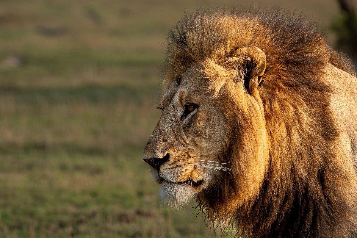 A portrait shot of one of the dominating Gijima male lions.
