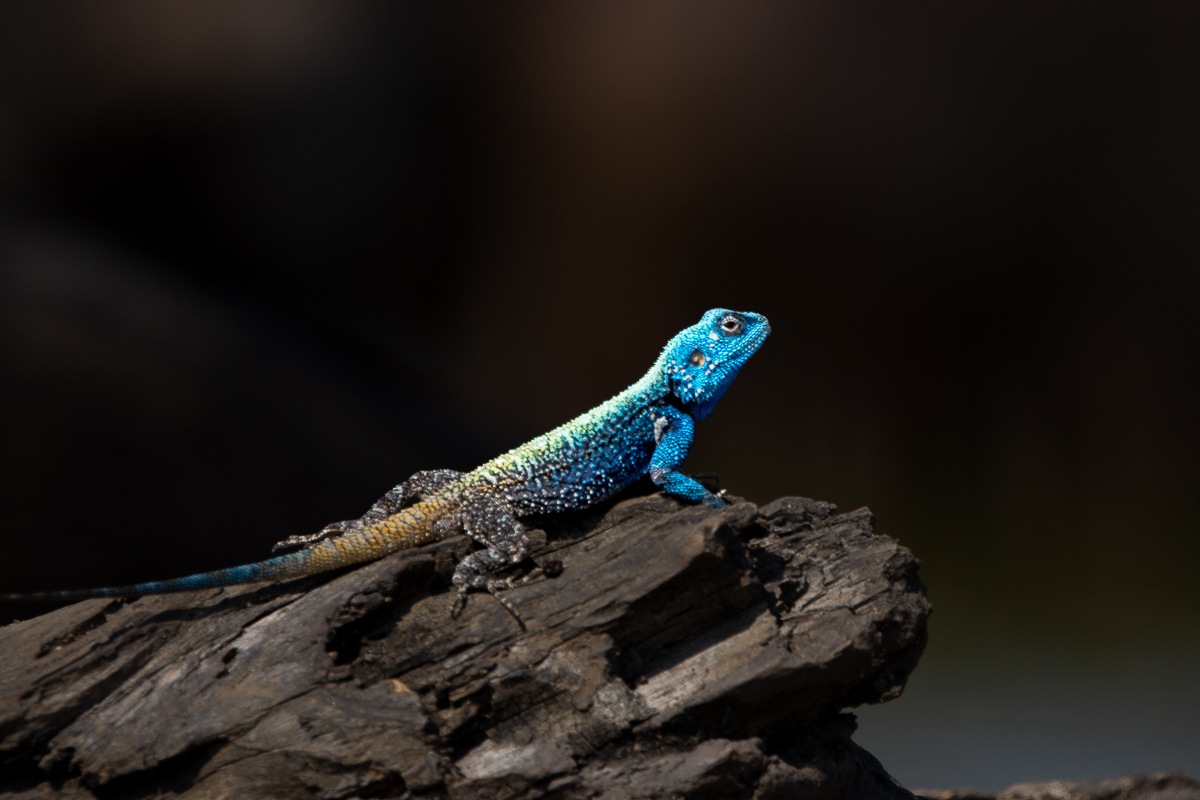 A colourful male Tree agama puffing up its throat in a territorial display on a tree trunk. A colourful male Tree agama puffing up its throat in a territorial display on a tree trunk.