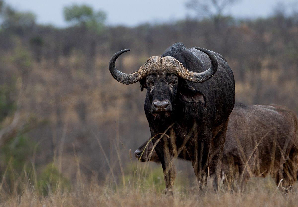 Buffalo herd approaching a waterhole, completing a Big Five experience.