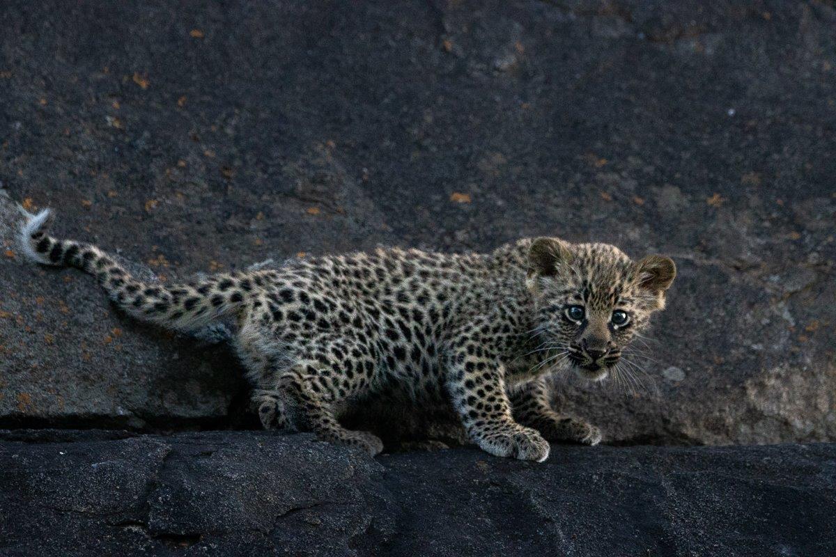 Sabi Sabi Ronald Mutero Golonyi Cub On Rocks Sabi Sabi Ronald Mutero Golonyi Cub On Rocks