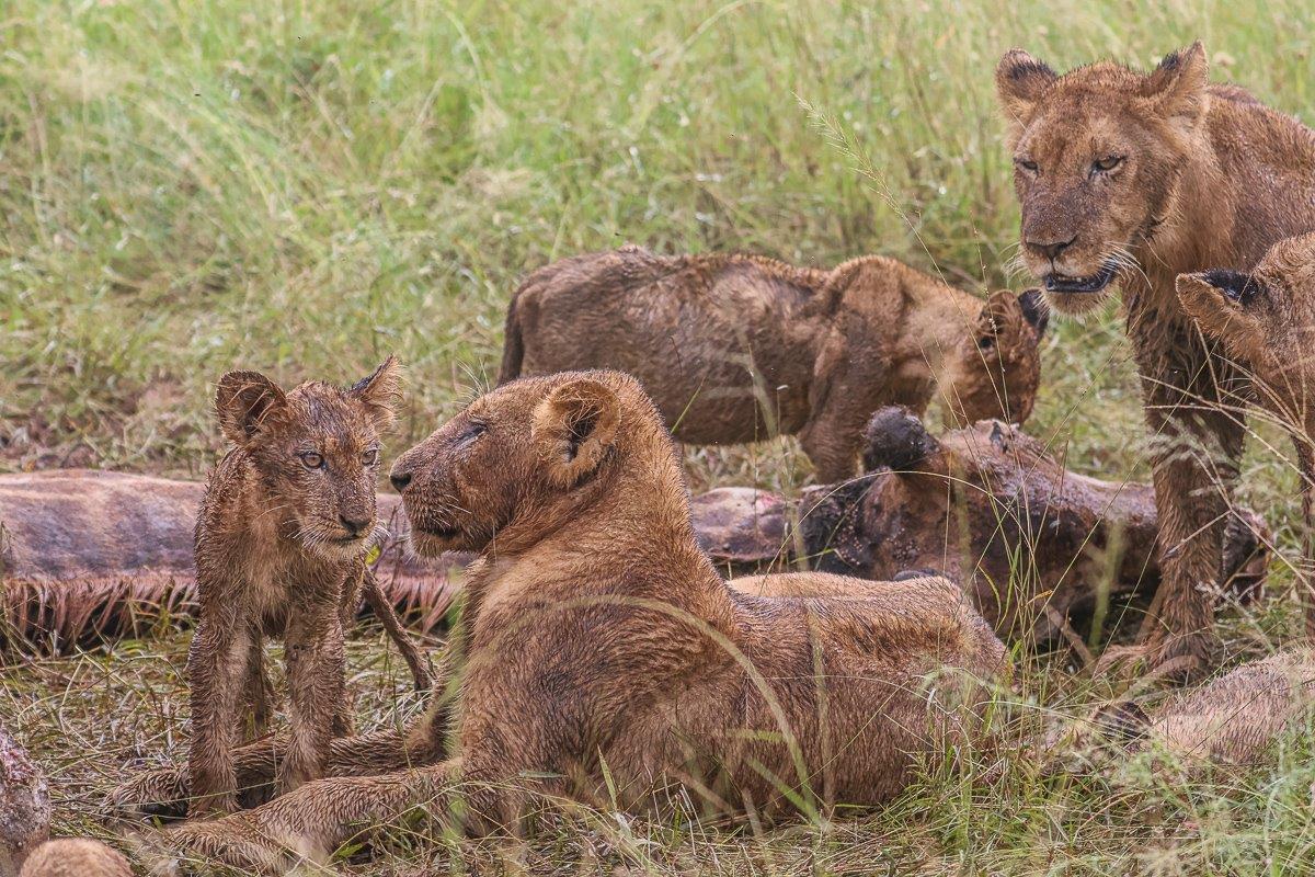 Sabi Sabi Ruan Mey Msuthlu Pride