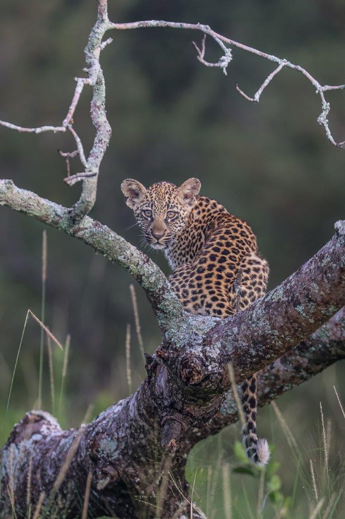 Sabi Sabi Ruan Mey Golonyi Cub In Tree Sabi Sabi Ruan Mey Golonyi Cub In Tree