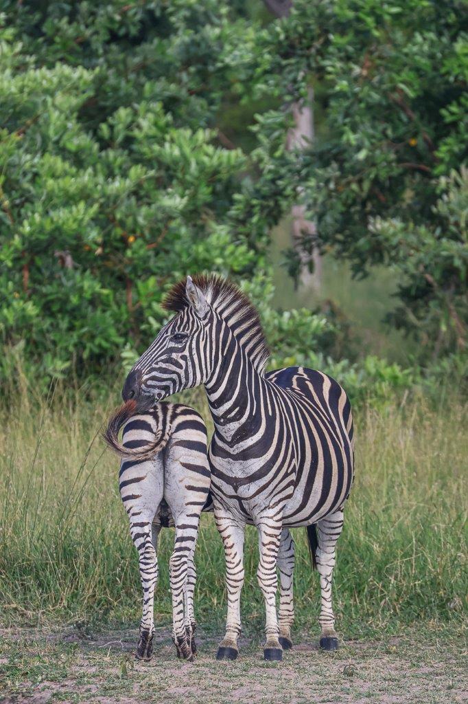A zebra and her foal. A zebra and her foal.