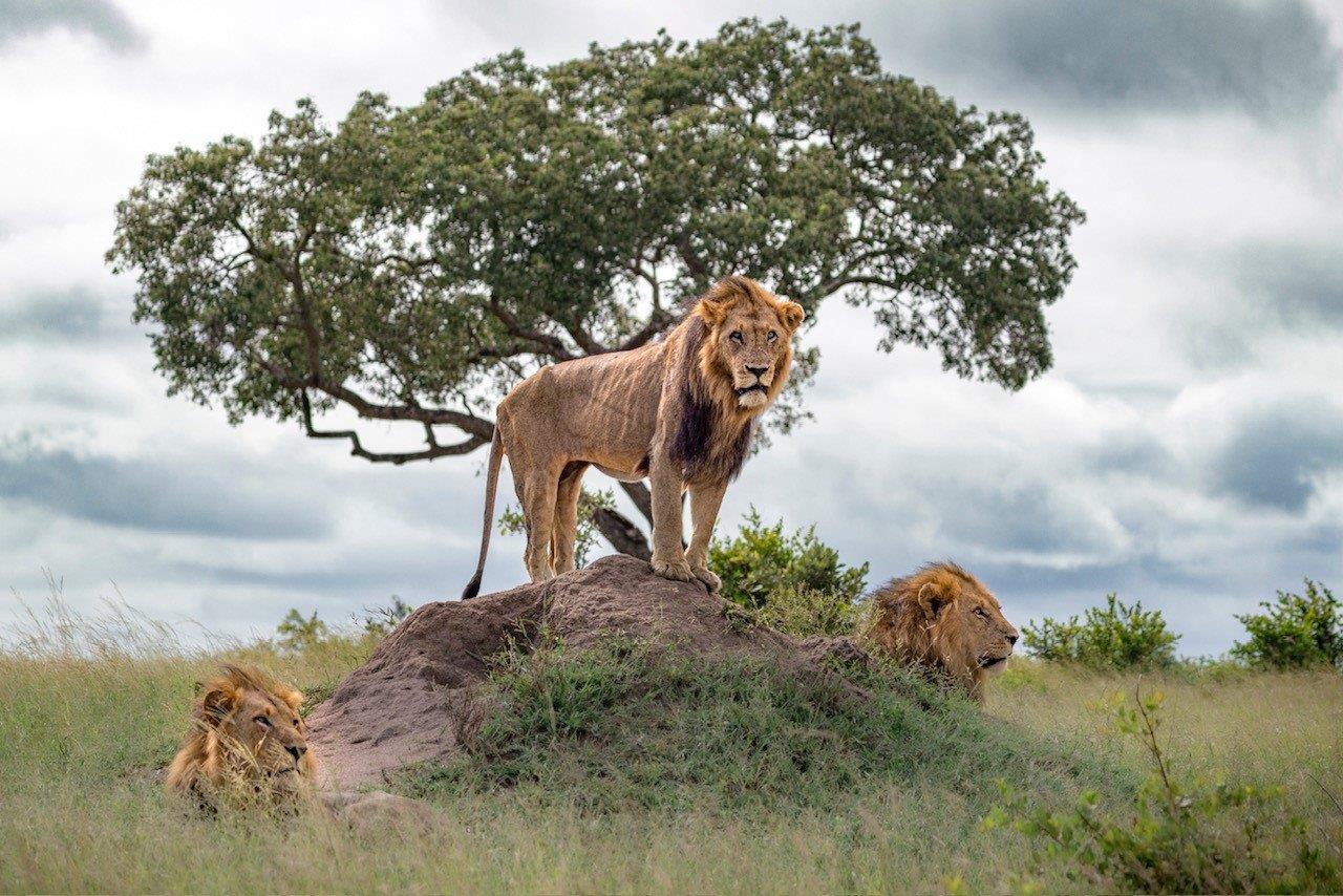Three males from the Kambula Pride are spotted on a game drive from Sabi Sabi. Three males from the Kambula Pride are spotted on a game drive from Sabi Sabi.