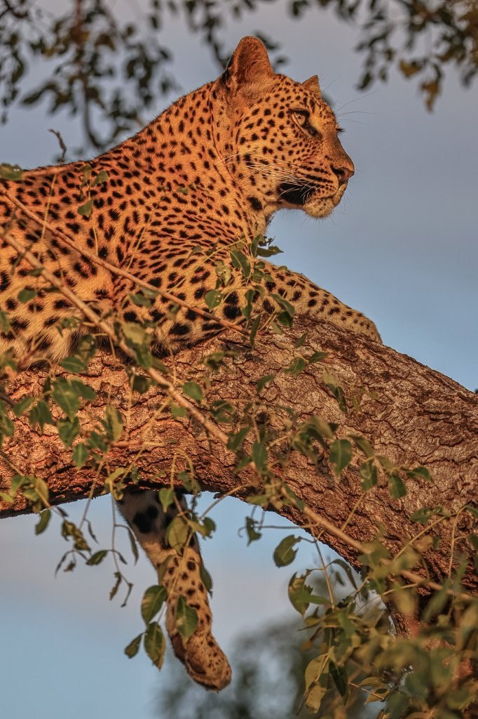 Golonyi rests in a tree. Golonyi rests in a tree.