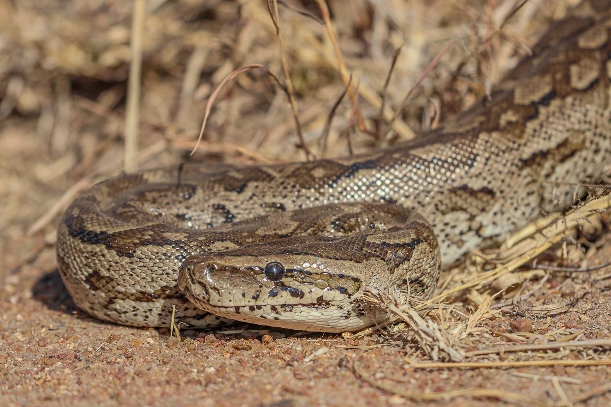 Sabi Sabi Ruan Mey Python Sabi Sabi Ruan Mey Python