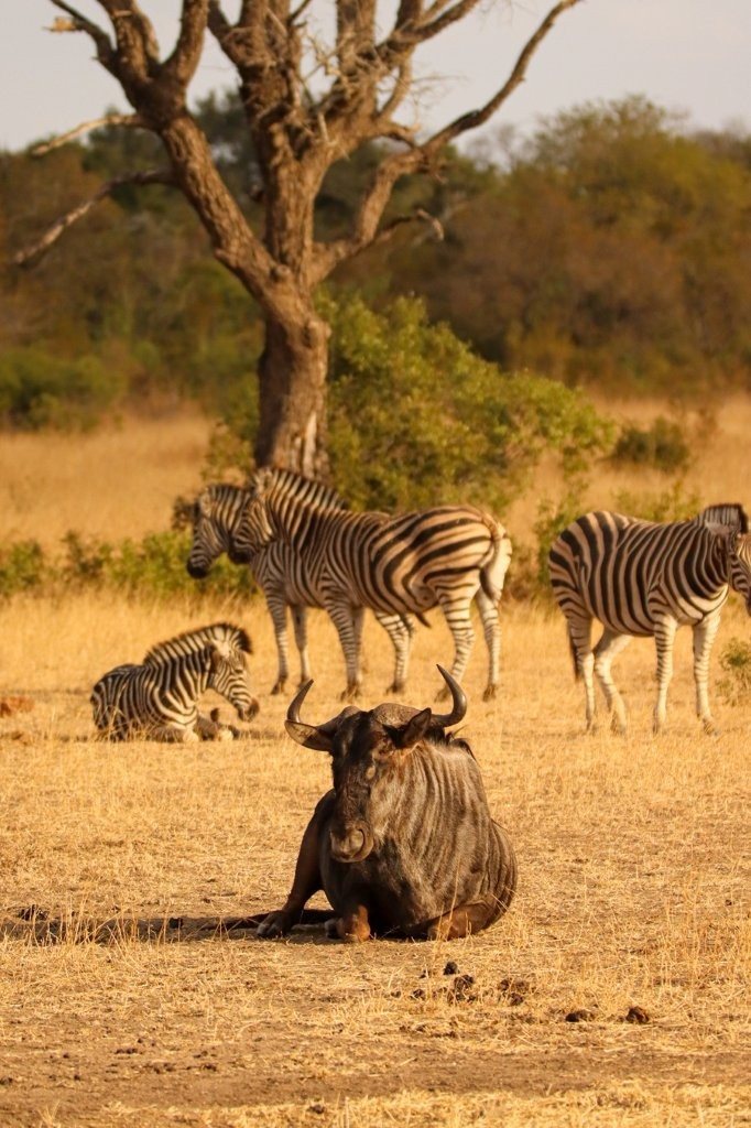 Sabi Sabi Jana Du Plessis Zebra Wildebeest Sabi Sabi Jana Du Plessis Zebra Wildebeest