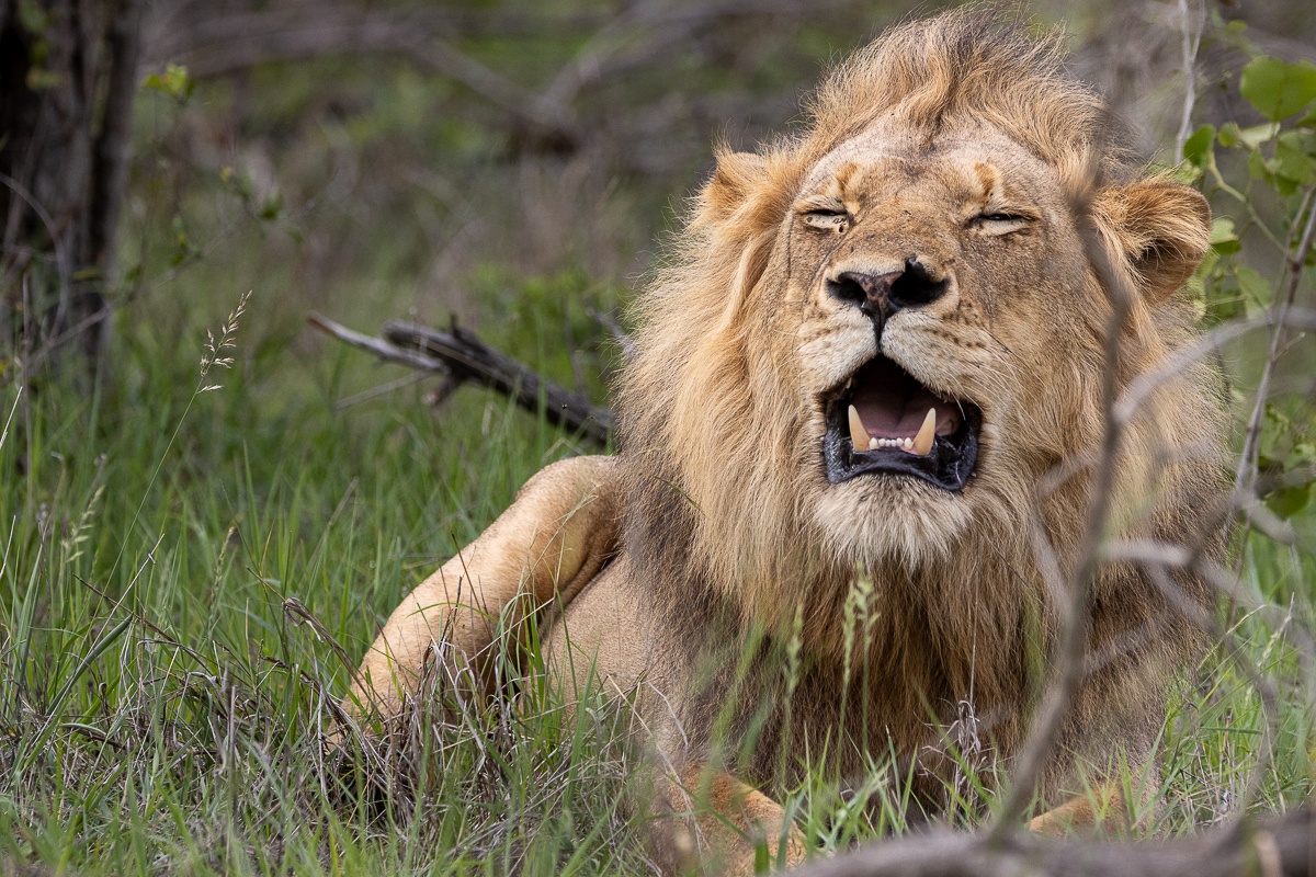 Sabi Sabi Ronald Mutero Lion