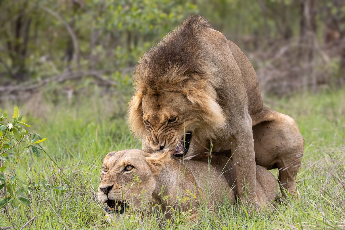 Sabi Sabi Ronald Mutero Mating Lions