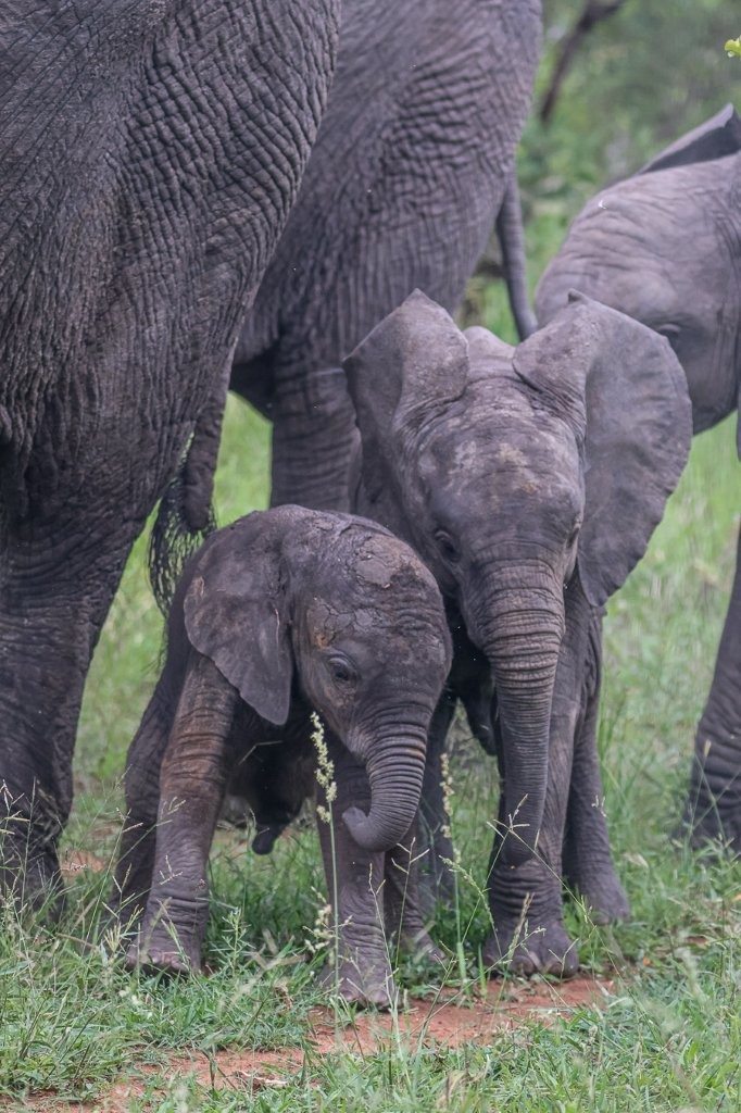 Two elephant calves bond as they walk together.