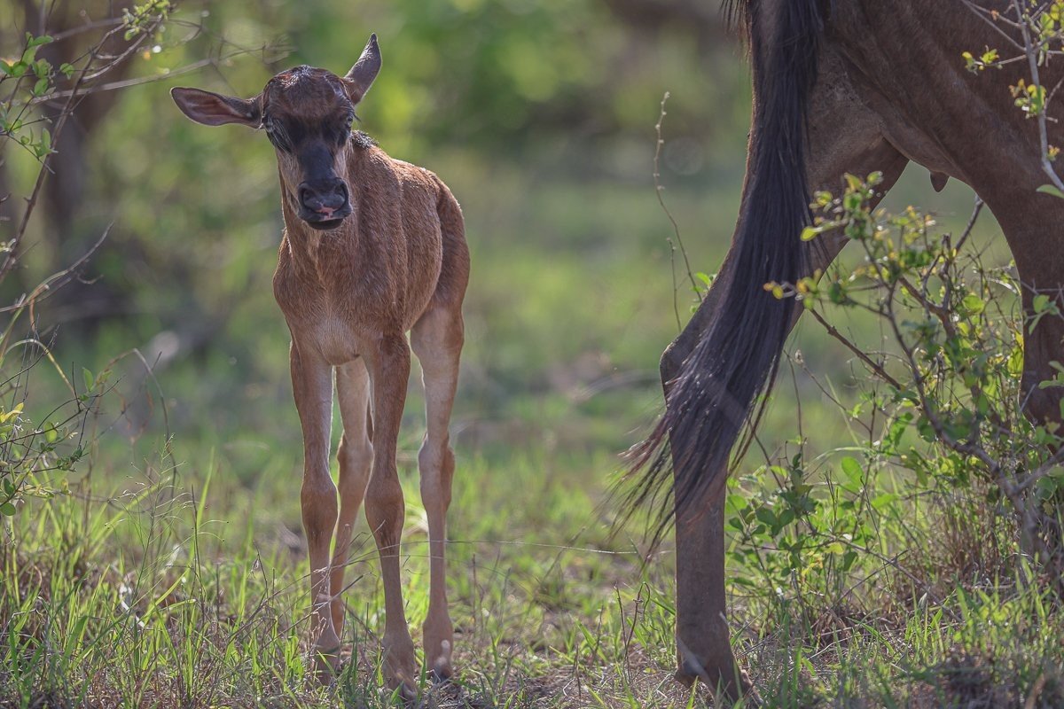 A wildebeest calf stands next to its mother. 