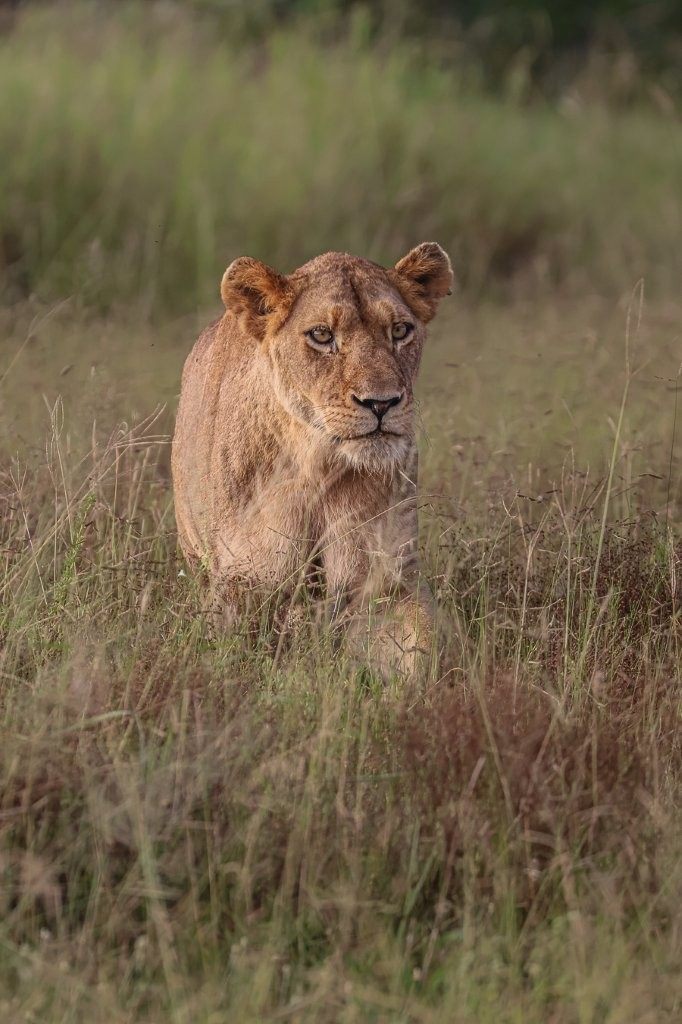 Sabi Sabi Ruan Mey Southern Pride Lionness