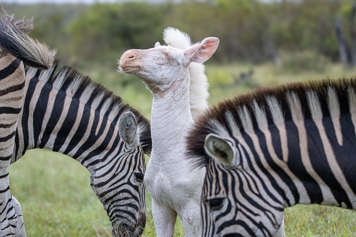 Pale zebra foal standing out against green grass among striped zebras.