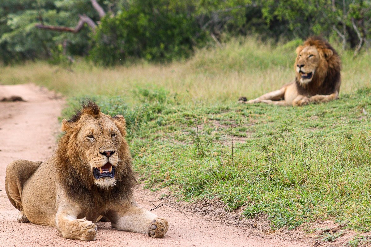 Two N’waswishaka male lions resting together.