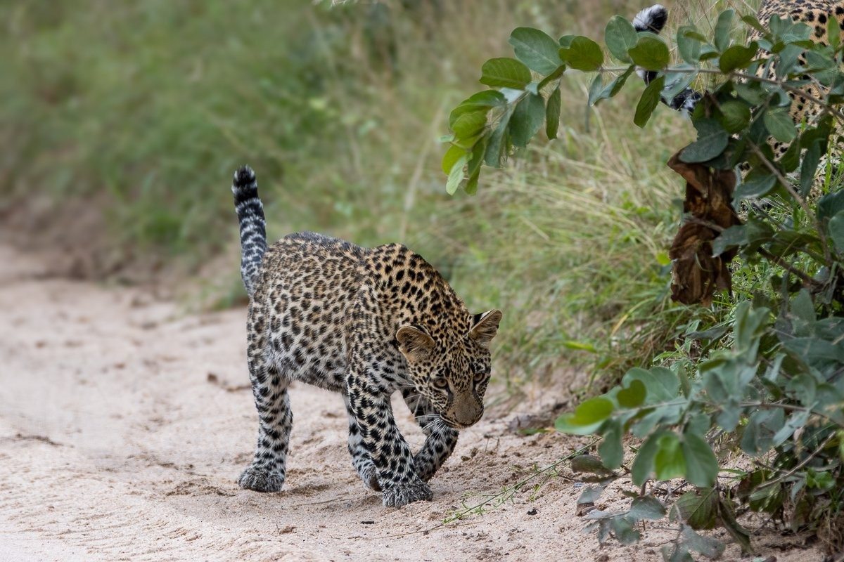 Leopard cub following its mother down the road.