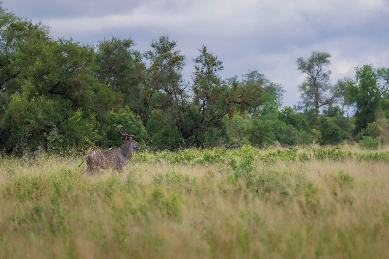 Kudu bull walking across open grassland with tall spiral horns.