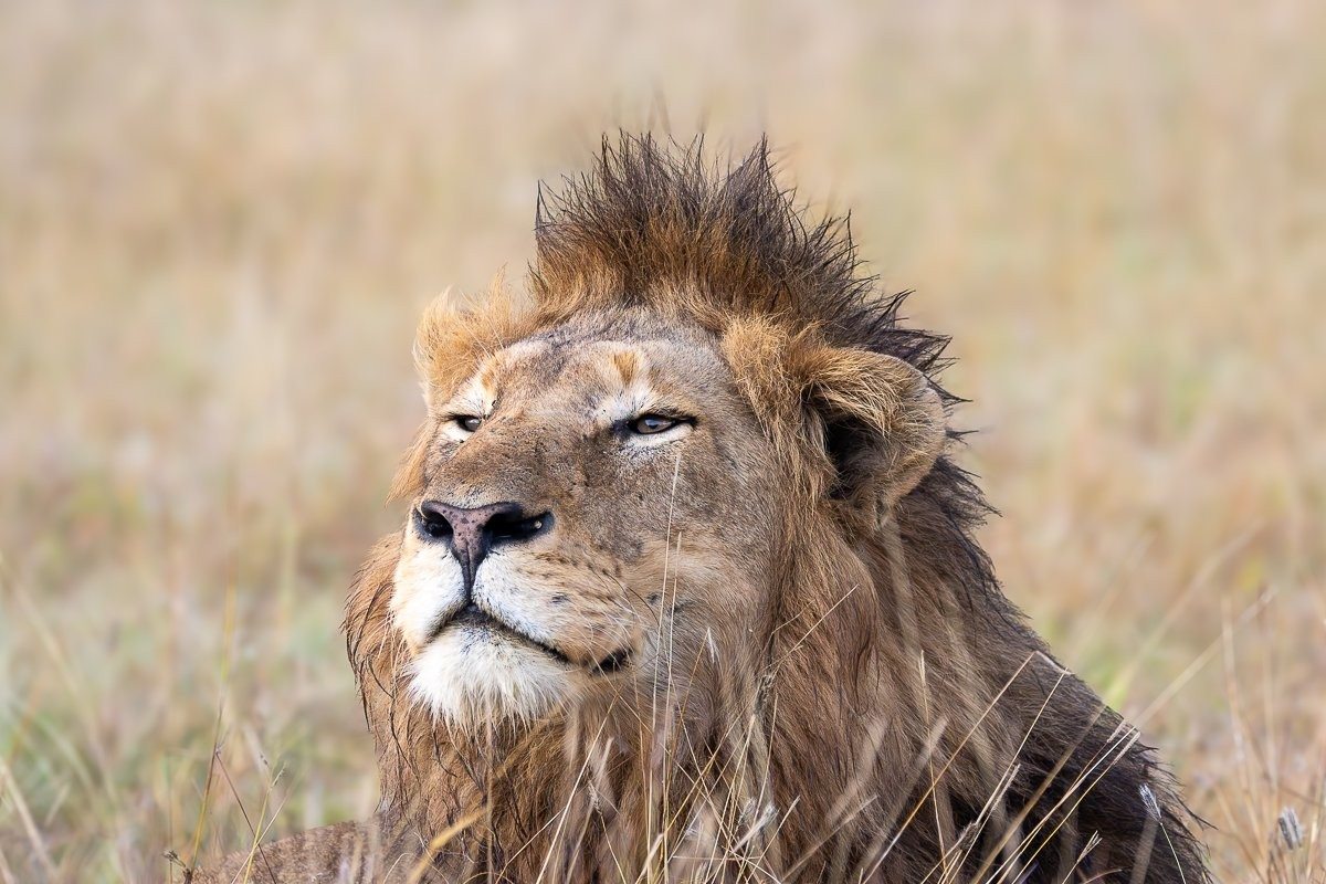 Sabi Sabi Ronald Mutero Lion Coalition Resting